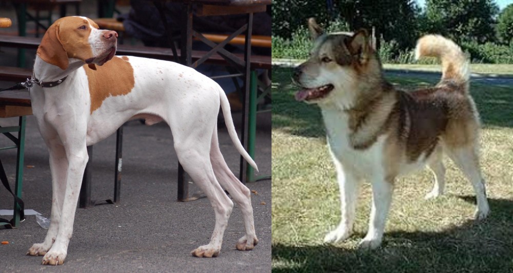 Greenland Dog vs English Pointer - Breed Comparison