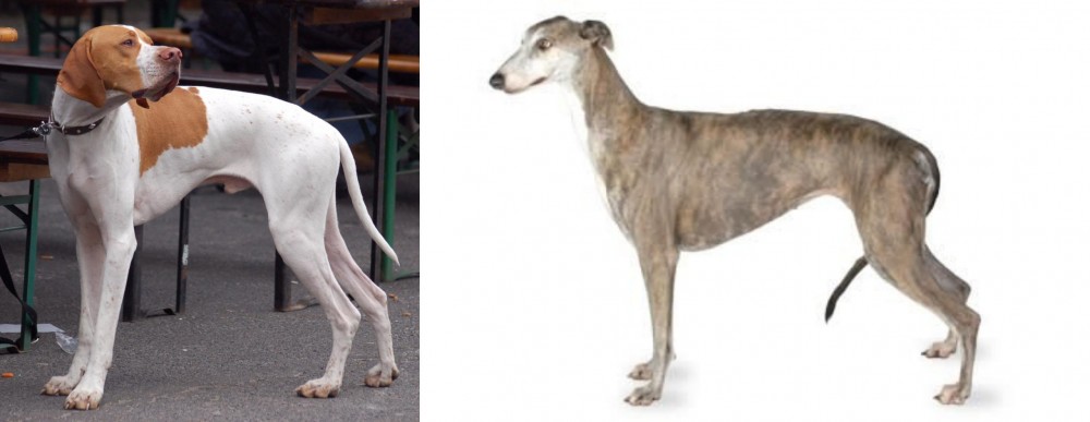 Greyhound vs English Pointer - Breed Comparison