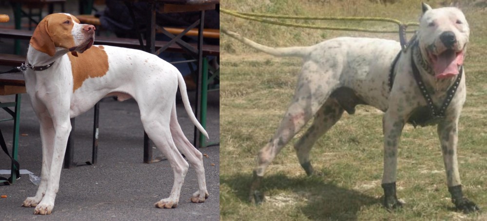 Gull Dong vs English Pointer - Breed Comparison
