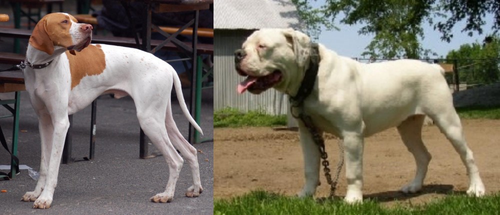 Hermes Bulldogge vs English Pointer - Breed Comparison