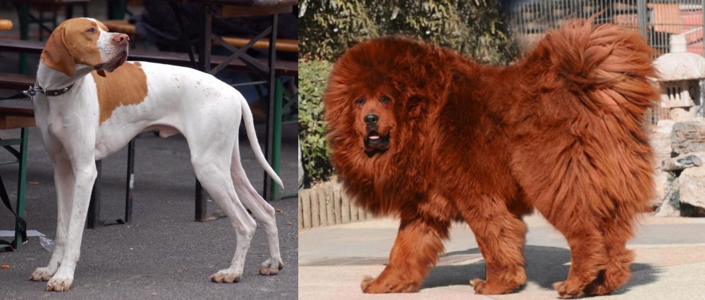 Himalayan Mastiff vs English Pointer - Breed Comparison