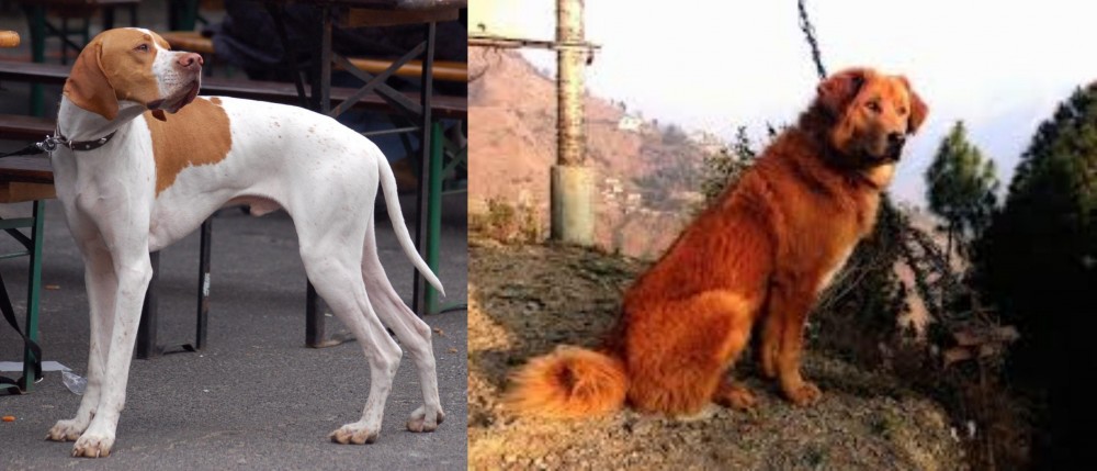 Himalayan Sheepdog vs English Pointer - Breed Comparison