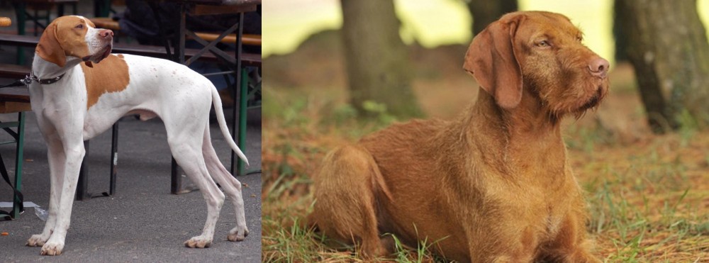 Hungarian Wirehaired Vizsla vs English Pointer - Breed Comparison