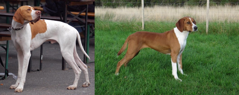 Hygenhund vs English Pointer - Breed Comparison