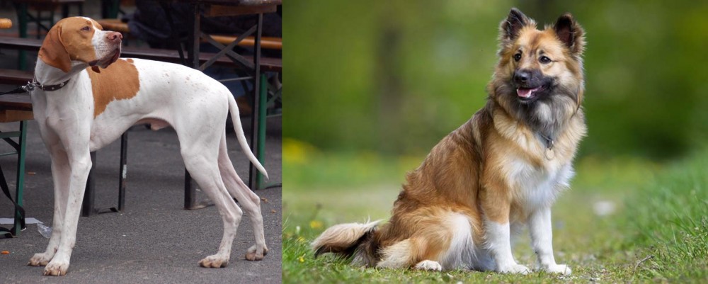 Icelandic Sheepdog vs English Pointer - Breed Comparison