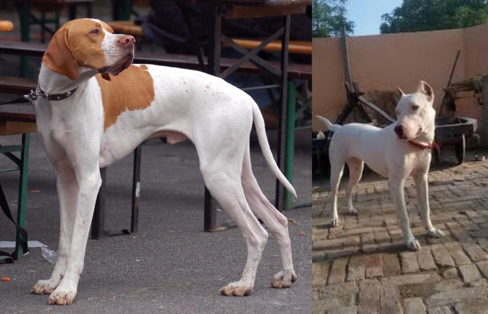 Indian Bull Terrier vs English Pointer - Breed Comparison