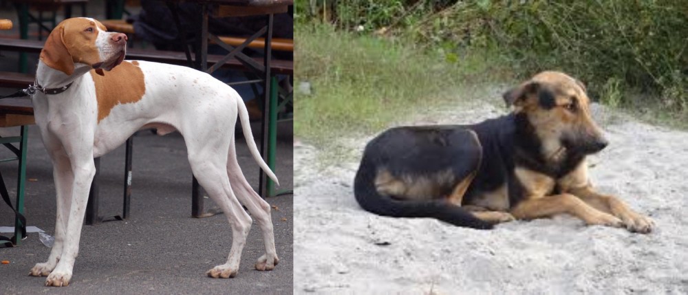 Indian Pariah Dog vs English Pointer - Breed Comparison