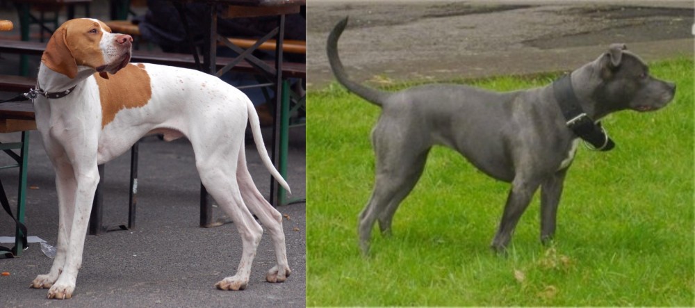 Irish Bull Terrier vs English Pointer - Breed Comparison