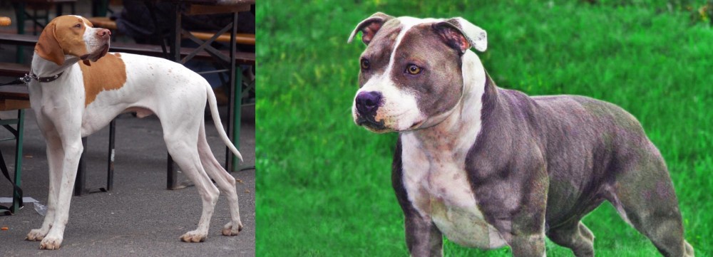 Irish Staffordshire Bull Terrier vs English Pointer - Breed Comparison