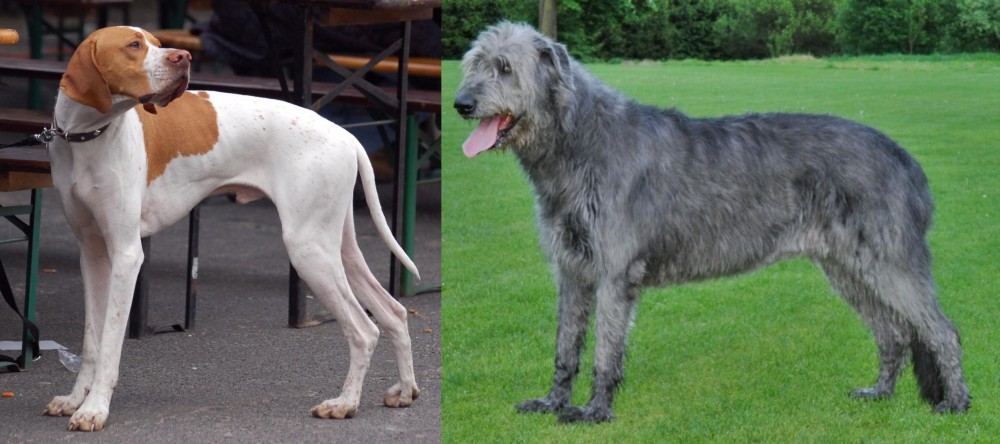 Irish Wolfhound vs English Pointer - Breed Comparison