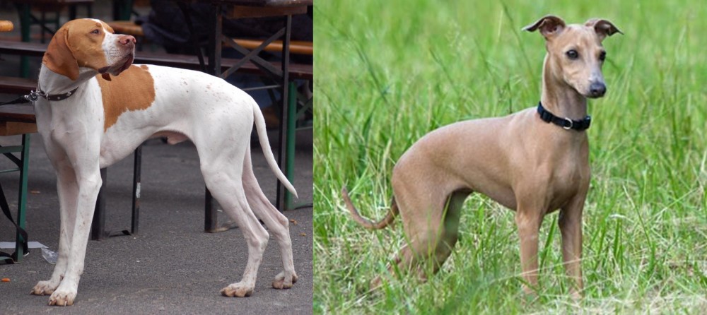 Italian Greyhound vs English Pointer - Breed Comparison