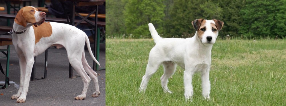 Jack Russell Terrier vs English Pointer - Breed Comparison