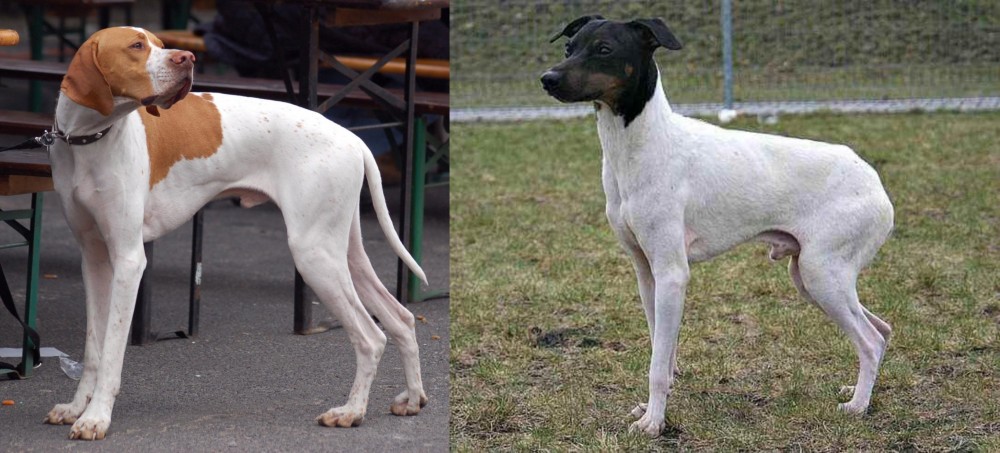 Japanese Terrier vs English Pointer - Breed Comparison