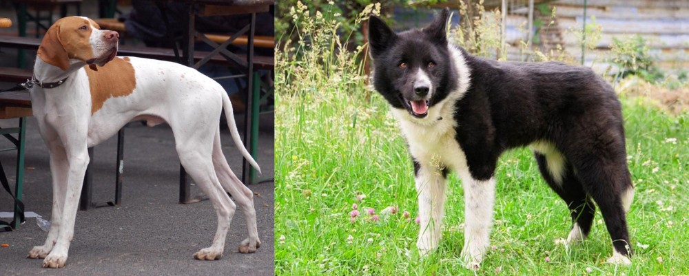 Karelian Bear Dog vs English Pointer - Breed Comparison