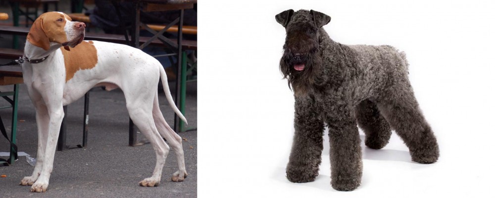 Kerry Blue Terrier vs English Pointer - Breed Comparison