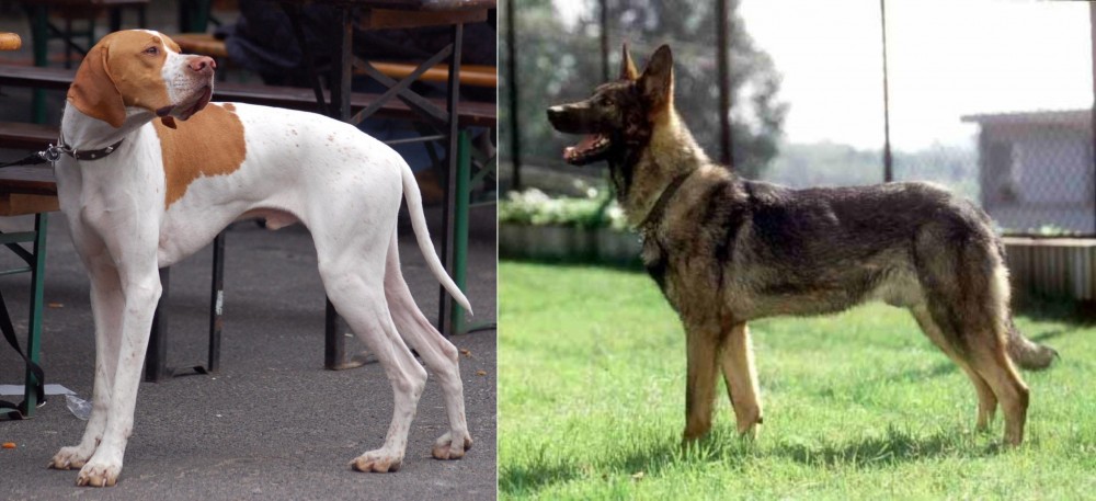 Kunming Dog vs English Pointer - Breed Comparison