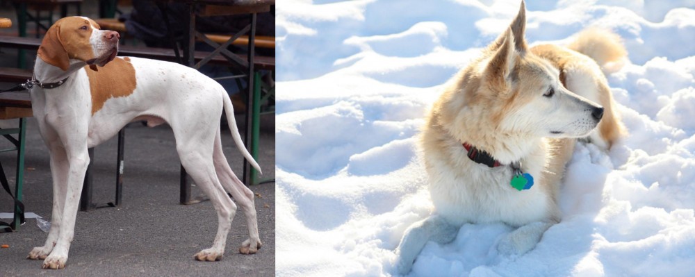 Labrador Husky vs English Pointer - Breed Comparison