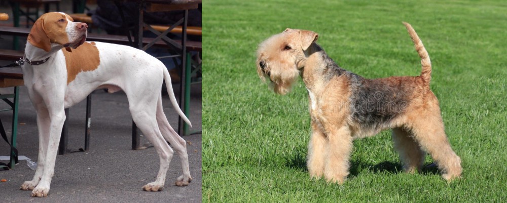 Lakeland Terrier vs English Pointer - Breed Comparison