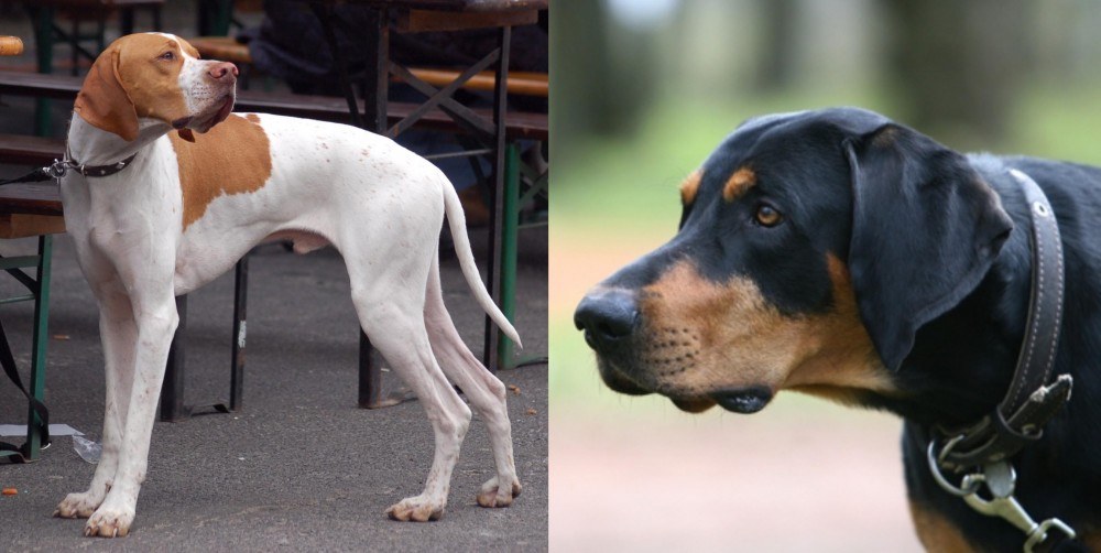 Lithuanian Hound vs English Pointer - Breed Comparison