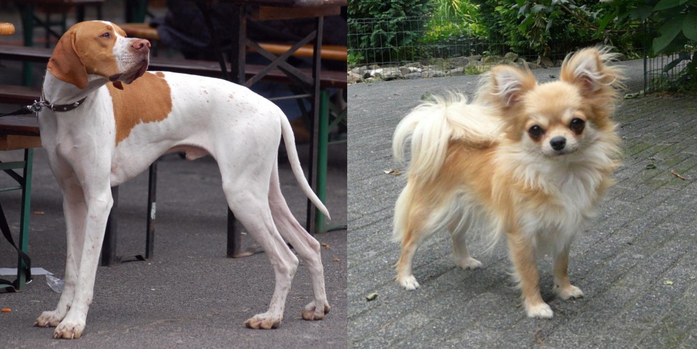 Long Haired Chihuahua vs English Pointer - Breed Comparison