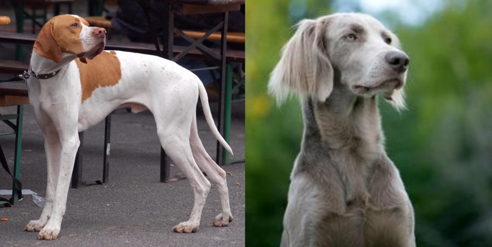 Longhaired Weimaraner vs English Pointer - Breed Comparison