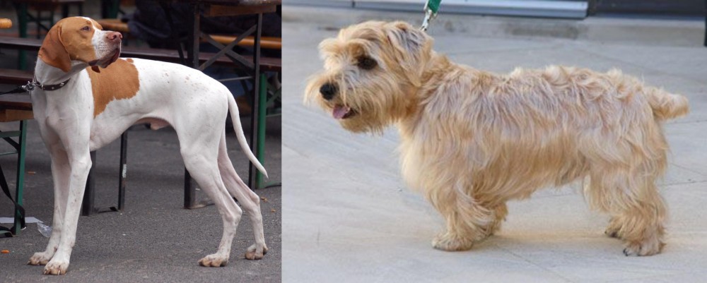 Lucas Terrier vs English Pointer - Breed Comparison