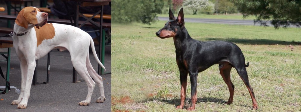 Manchester Terrier vs English Pointer - Breed Comparison