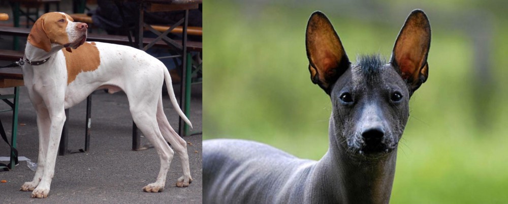 Mexican Hairless vs English Pointer - Breed Comparison