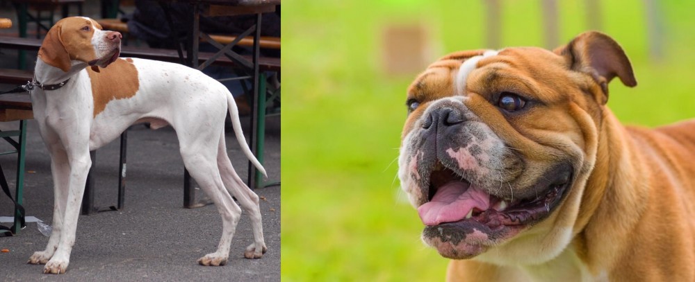 Miniature English Bulldog vs English Pointer - Breed Comparison