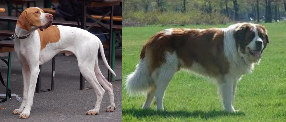 Moscow Watchdog vs English Pointer - Breed Comparison