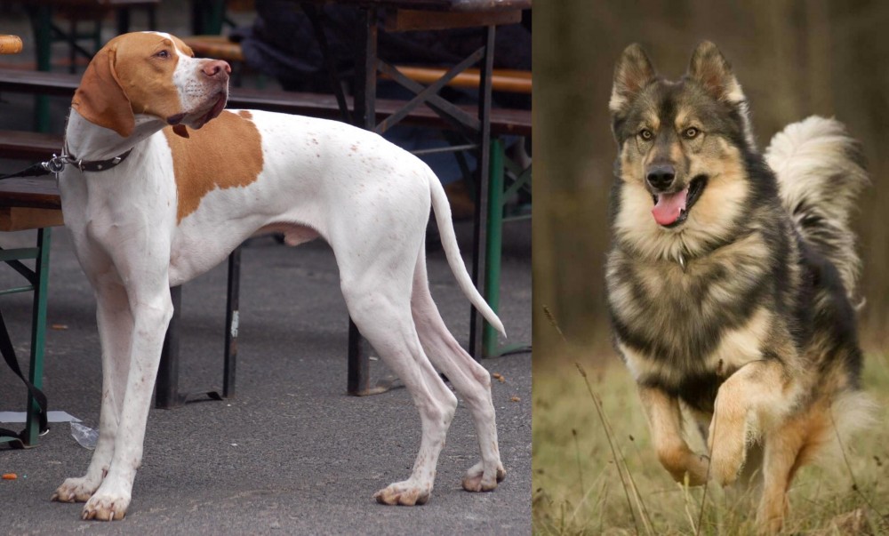 Native American Indian Dog vs English Pointer - Breed Comparison