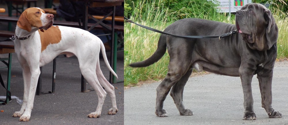 Neapolitan Mastiff vs English Pointer - Breed Comparison