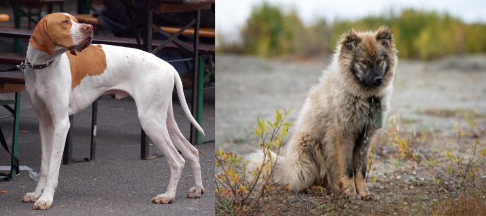 Nenets Herding Laika vs English Pointer - Breed Comparison