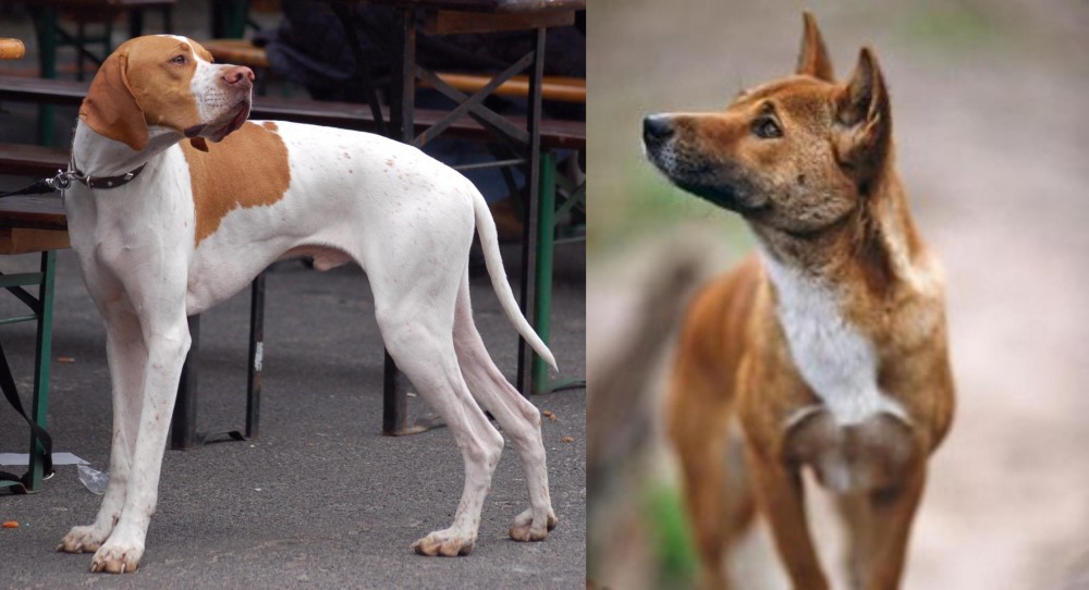 New Guinea Singing Dog vs English Pointer - Breed Comparison