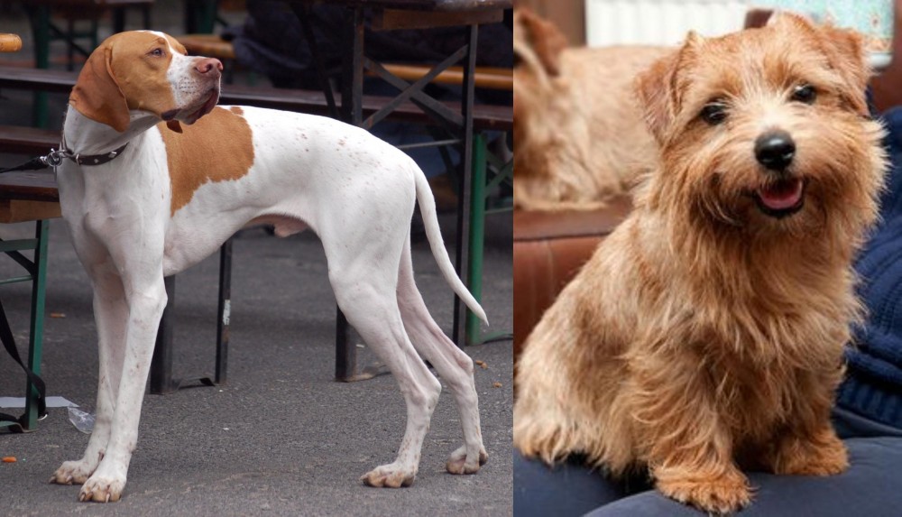 Norfolk Terrier vs English Pointer - Breed Comparison