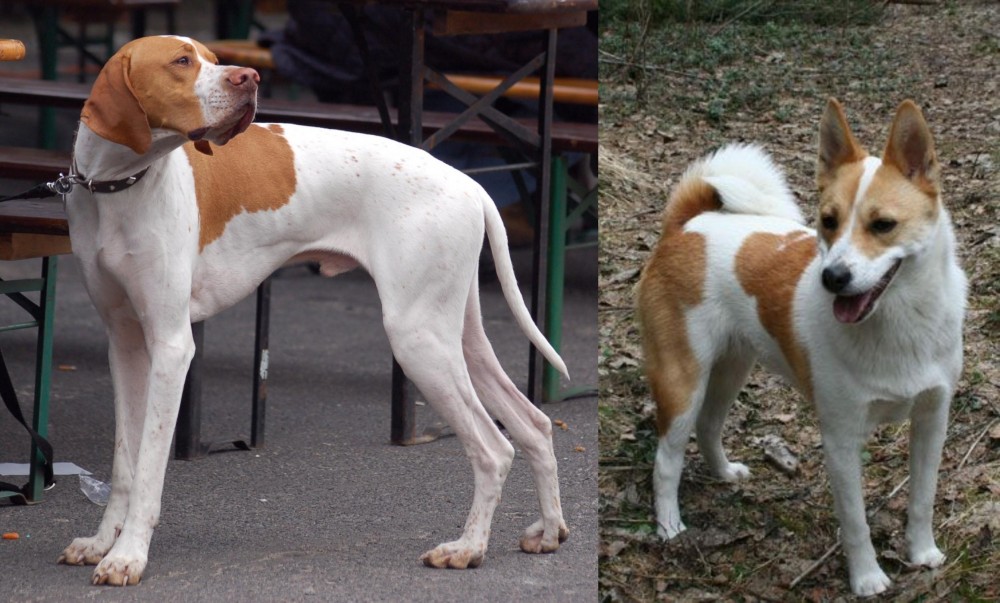 Norrbottenspets vs English Pointer - Breed Comparison