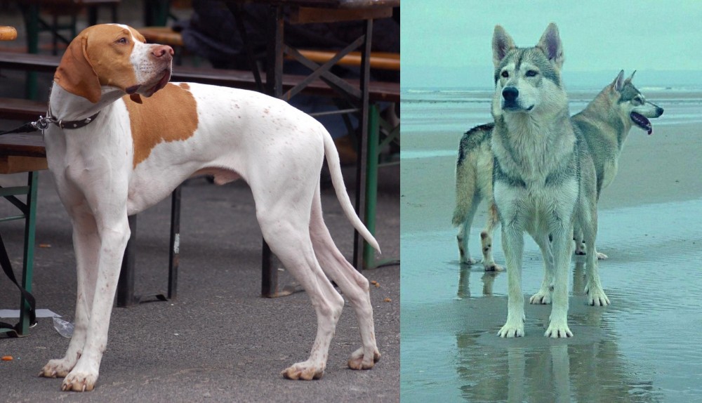 Northern Inuit Dog vs English Pointer - Breed Comparison