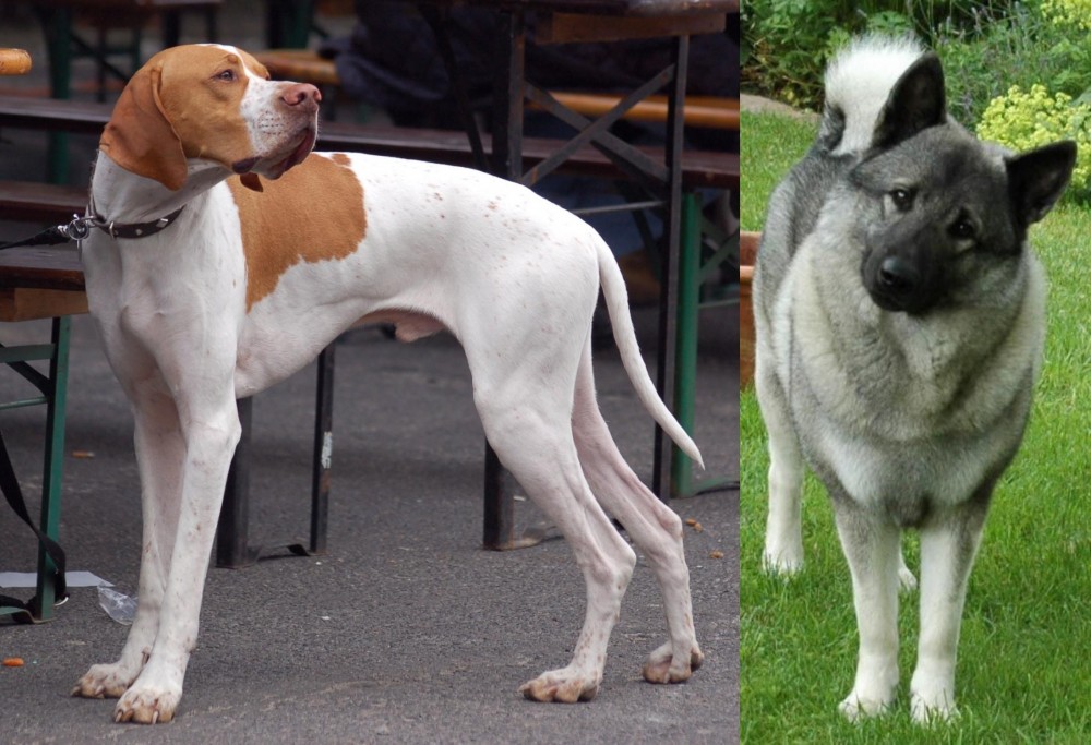 Norwegian Elkhound vs English Pointer - Breed Comparison
