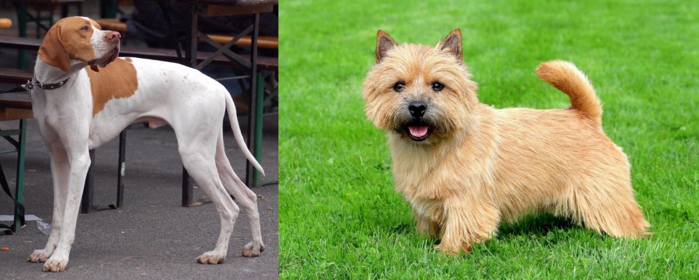 Norwich Terrier vs English Pointer - Breed Comparison