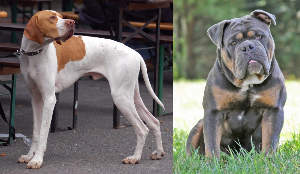 Olde English Bulldogge vs English Pointer - Breed Comparison