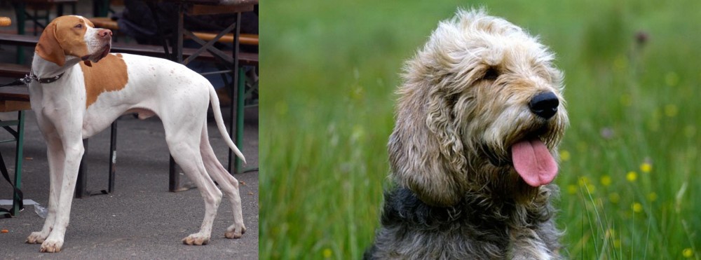 Otterhound vs English Pointer - Breed Comparison