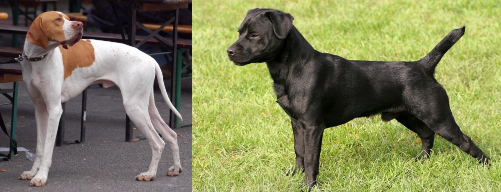Patterdale Terrier vs English Pointer - Breed Comparison