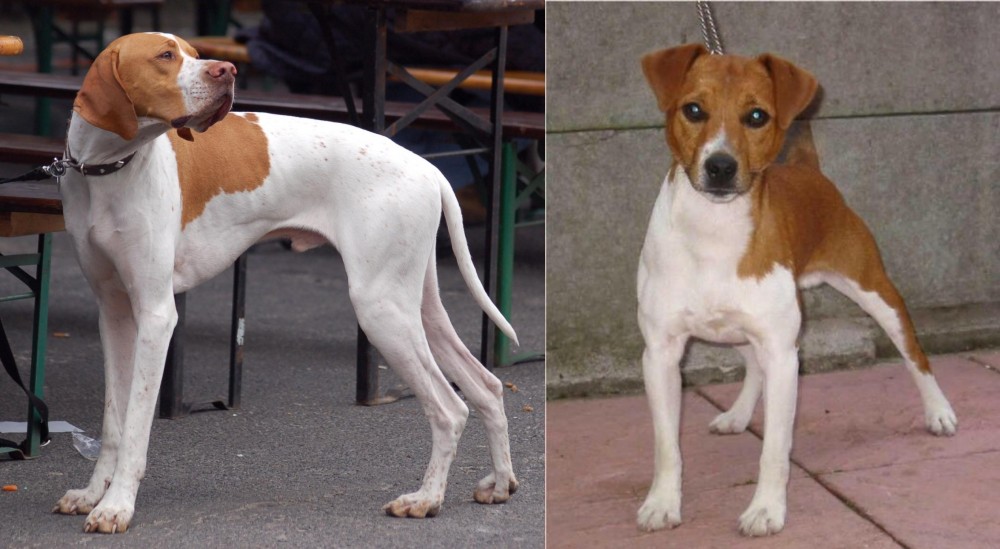 Plummer Terrier vs English Pointer - Breed Comparison