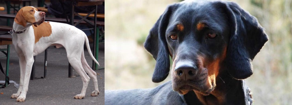 Polish Hunting Dog vs English Pointer - Breed Comparison