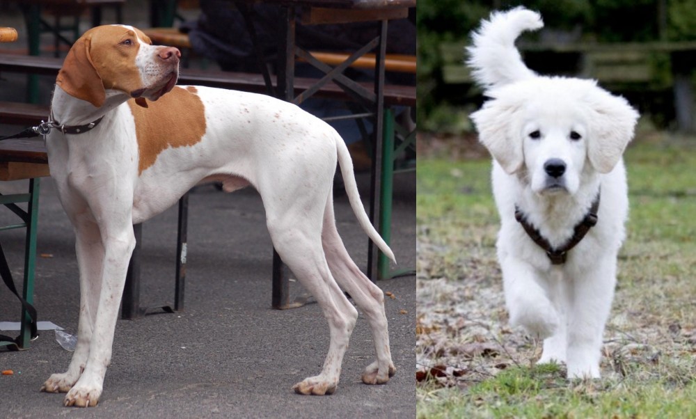 Polish Tatra Sheepdog vs English Pointer - Breed Comparison