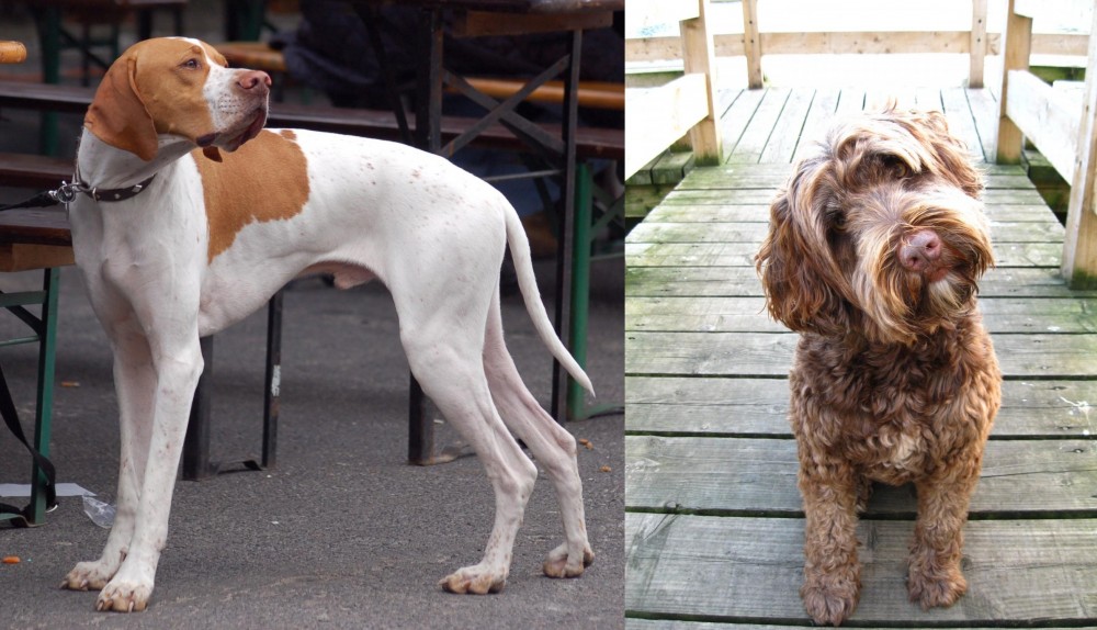 Portuguese Water Dog vs English Pointer - Breed Comparison