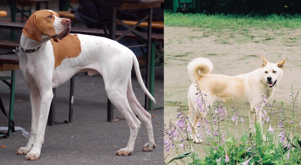 Pungsan Dog vs English Pointer - Breed Comparison