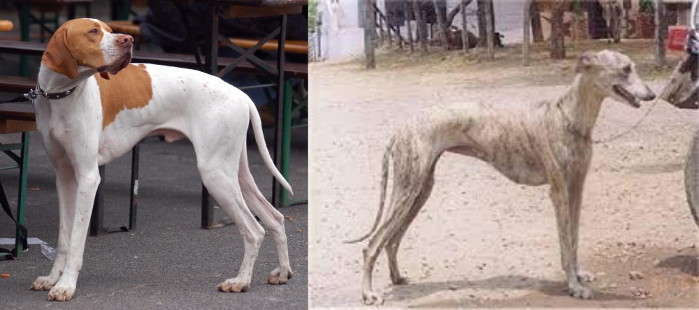 Rampur Greyhound vs English Pointer - Breed Comparison