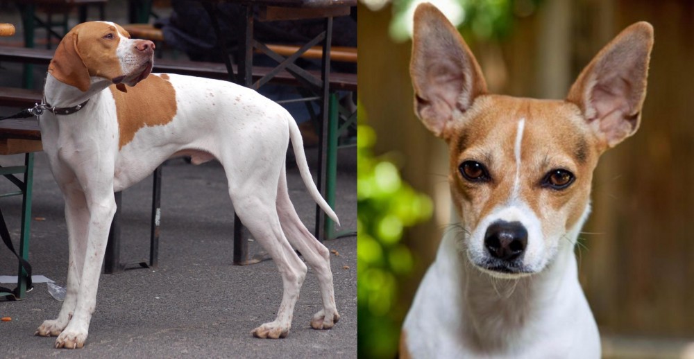 Rat Terrier vs English Pointer - Breed Comparison