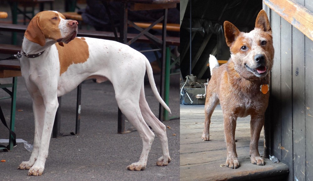 Red Heeler vs English Pointer - Breed Comparison